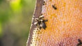 Bees fill honeycomb with honeycomb