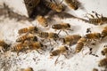 Bees find food and keep in White bee boxes Royalty Free Stock Photo