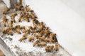 Bees find food and keep in White bee boxes Royalty Free Stock Photo