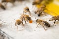 Bees find food and keep in White bee boxes Royalty Free Stock Photo
