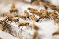 Bees find food and keep in White bee boxes Royalty Free Stock Photo