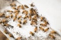 Bees find food and keep in White bee boxes Royalty Free Stock Photo