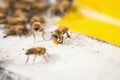 Bees find food and keep in White bee boxes Selective Focus. Royalty Free Stock Photo