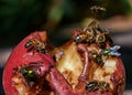 Bees and flies eat a ripe rotten pear. Close- up, nature