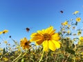 Bees in flight on flowers in spring