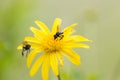 Bees on flower