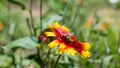 Red and yellow flower and a bee close up photography.