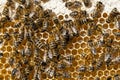 Bees, flower pollen, nectar and honey in comb