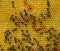 Bees, flower pollen, nectar and honey in comb