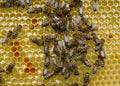Bees, flower pollen, nectar and honey in comb._