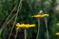 Bees on a flower in Spring