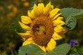 Bees on flowerhead of a dwarf summer sunflower Royalty Free Stock Photo