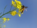 The bees are flowering at the moment in indian fild