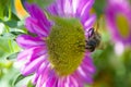 Bees flowers nature insect beautiful