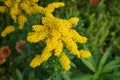 Bees on flowers Solidago canadensis  is an herbaceous perennial plant of the family Asteraceae. Berlin, Germany Royalty Free Stock Photo