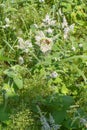 Bees on flowers of water mint for pollinisation by river