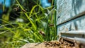 Bees fly in hive. White flowers of strawberry. Green leaf.