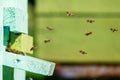Bees fly in and out of the hive. They work and collect nectar to make honey Royalty Free Stock Photo