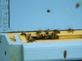 Bees fly to the hive. Beekeeping. A swarm of bees brings honey home. Apiary. Royalty Free Stock Photo