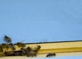 Bees fly to the hive. Beekeeping. A swarm of bees brings honey home. Apiary Royalty Free Stock Photo