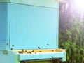 Bees fly to the hive. Beekeeping. A swarm of bees brings honey home. Apiary Royalty Free Stock Photo