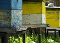 Bees fly to the hive. Beekeeping. A swarm of bees brings honey home. Apiary Royalty Free Stock Photo