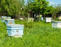 Bees fly into a wooden colored beehive. Beekeeping work on the apiary. Selective focus.