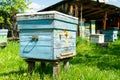 Bees fly into a wooden colored beehive. Beekeeping work on the apiary. Selective focus.