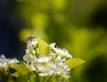 Bees Flying Around Flowers