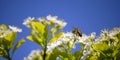 Bees Flying Around Flowers Royalty Free Stock Photo