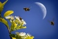 Bees Flying Around Flowers