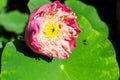 Bees flying around lotus flower blooming Royalty Free Stock Photo