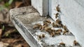 bees flying back in hive after a harvest period Royalty Free Stock Photo