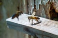 Bees flying back in hive after an intense harvest period Royalty Free Stock Photo