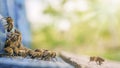 bees flying back in hive after an intense harvest period Royalty Free Stock Photo
