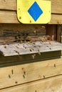 Bees flying into a beehive