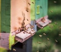 Bees flying entering honeycomb bee hive Royalty Free Stock Photo