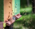 Bees flying entering honeycomb bee hive Royalty Free Stock Photo