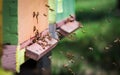 Bees flying entering honeycomb bee hive Royalty Free Stock Photo