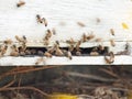 Bees flying at hive entrance. close up