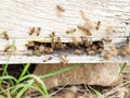 Bees flying at hive entrance. close up