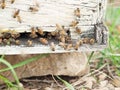 Bees flying at hive entrance. close up