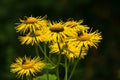 Bees flying over yellow flowers while collecting pollen