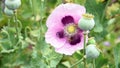 Bees flying pollinate opium poppy flower