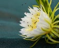 Bees on Fragrant White Dragon Fruit Flower