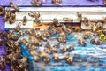 The bees at front hive entrance close up. Bee flying to hive. Honey bee drone enter the hive. Hives in an apiary with working bees Royalty Free Stock Photo