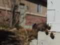 The bees at front hive entrance close up. Bee flying to hive. Honey bee drone enter the hive. Hives in an apiary with working bees Royalty Free Stock Photo