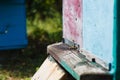 Bees at front hive entrance. Royalty Free Stock Photo