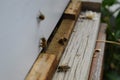 The bees at front hive entrance macro close up. Bee flying to hive. Honey bee entering the hive. Hives in an apiary with working b Royalty Free Stock Photo