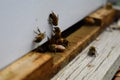 The bees at front hive entrance macro close up. Bee flying to hive. Honey bee entering the hive. Hives in an apiary with working b Royalty Free Stock Photo